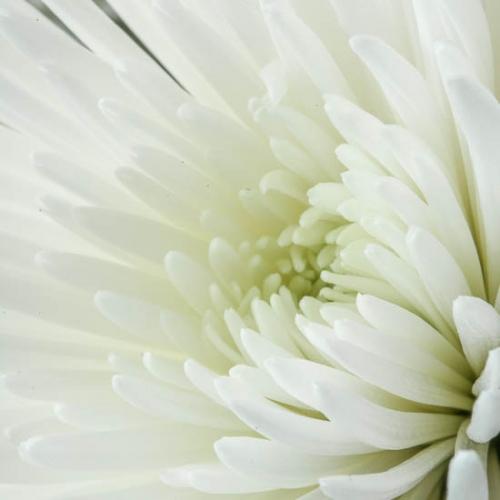 Bloom;Blossom;Blossoms;Color;Floret;Flower;Floweret;Flowering;Flowers;Petal;Petals;Pistil;Preparations;Stamen;Wedding;White;bloom;flora;floral